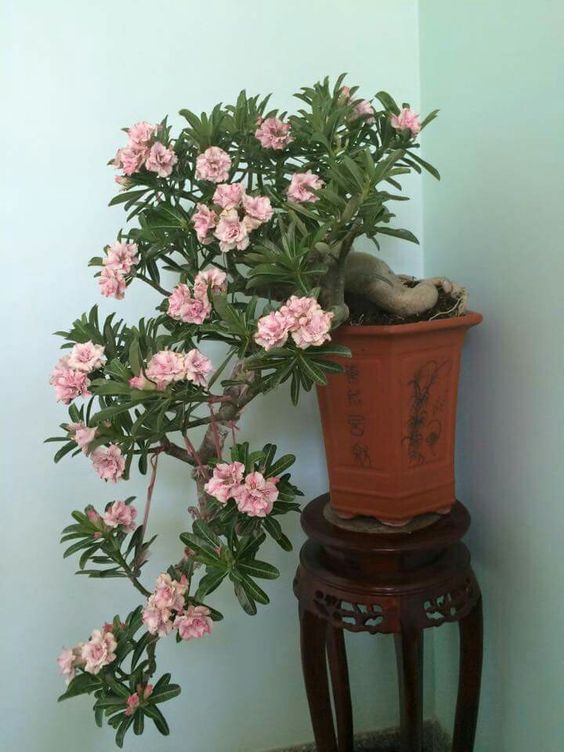 Conheça a fabulosa Rosa do deserto 2394cdfdcc750b437da6a61baa23ee03 | Dicas | dicas, flores, jardim, jardinagem, planta, rosa do deserto