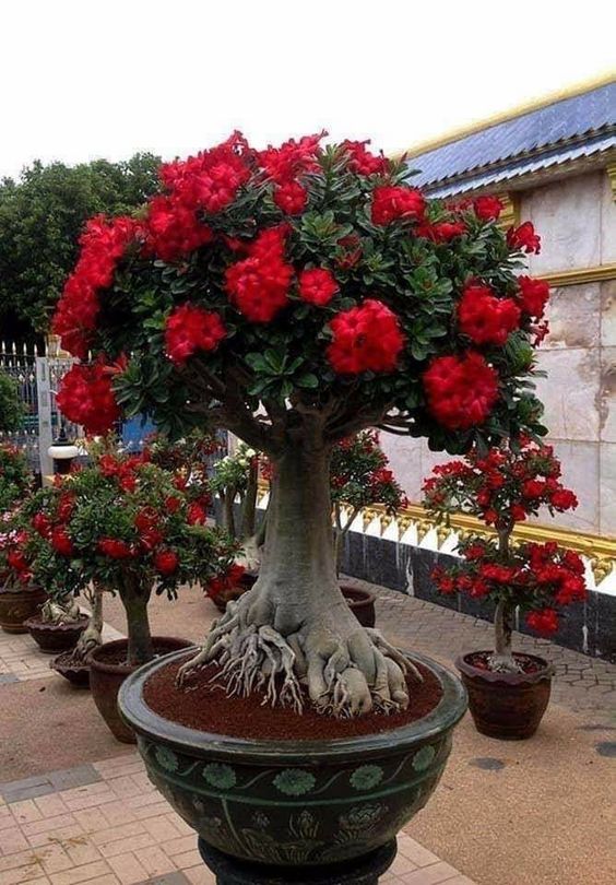 Conheça a fabulosa Rosa do deserto 23b8f0246bff4bdc69795307952abe0d | Dicas | dicas, flores, jardim, jardinagem, planta, rosa do deserto