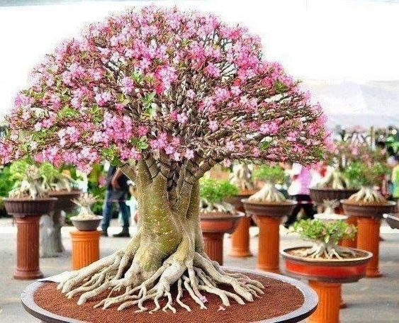 Conheça a fabulosa Rosa do deserto 246c7ff44262f374b78b358dac0c9a49 | Dicas | dicas, flores, jardim, jardinagem, planta, rosa do deserto