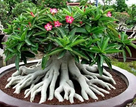 Conheça a fabulosa Rosa do deserto 280c557cffff74637171975c0c2380d1 | Dicas | dicas, flores, jardim, jardinagem, planta, rosa do deserto