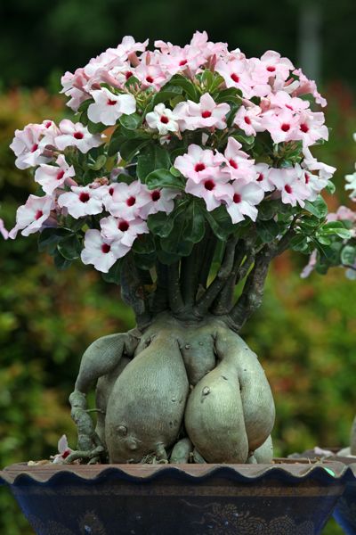 Conheça a fabulosa Rosa do deserto 299e0f85b762f897e303431d488cea67 | Dicas | dicas, flores, jardim, jardinagem, planta, rosa do deserto