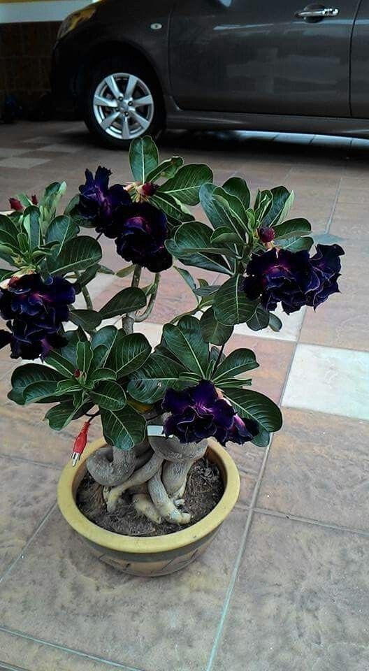 Conheça a fabulosa Rosa do deserto 31b03ba01694734600c2f025655b2afa | Dicas | dicas, flores, jardim, jardinagem, planta, rosa do deserto