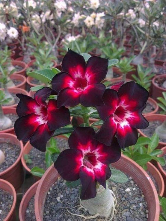 Conheça a fabulosa Rosa do deserto 5f04c8b86c2163366bd63f8990095837 | Dicas | dicas, flores, jardim, jardinagem, planta, rosa do deserto