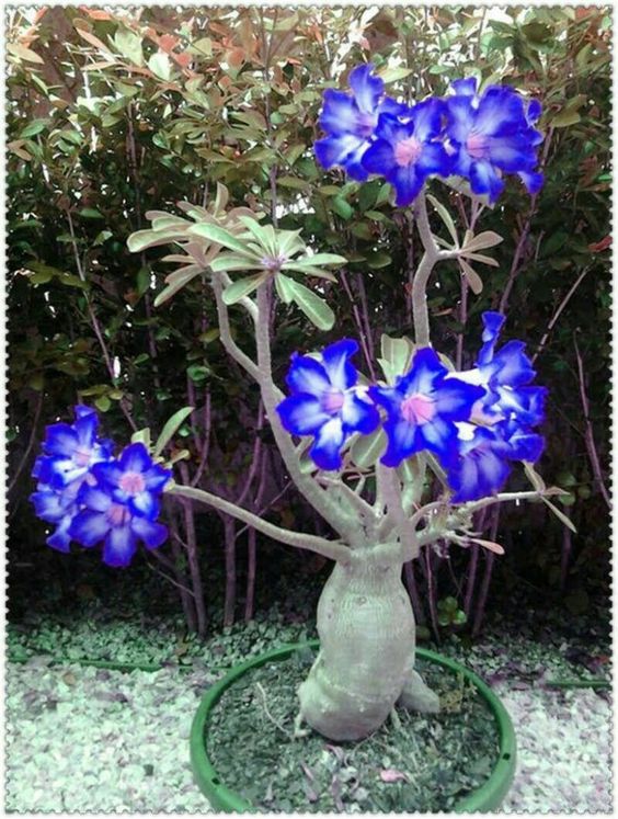 Conheça a fabulosa Rosa do deserto 74c10b5cf8bc9ab850cac4caf4ed9c40 | Dicas | dicas, flores, jardim, jardinagem, planta, rosa do deserto