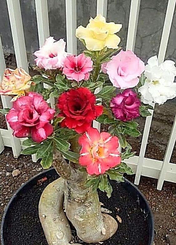 Conheça a fabulosa Rosa do deserto 93267da98bd25b01617b12decd9e9107 | Dicas | dicas, flores, jardim, jardinagem, planta, rosa do deserto