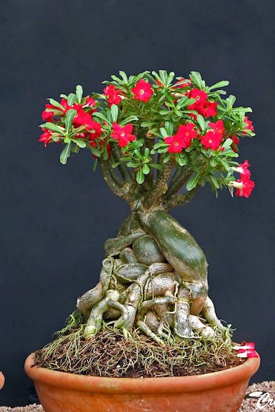 Conheça a fabulosa Rosa do deserto 945d7b100f540fbae4f848b12e16289d | Dicas | dicas, flores, jardim, jardinagem, planta, rosa do deserto