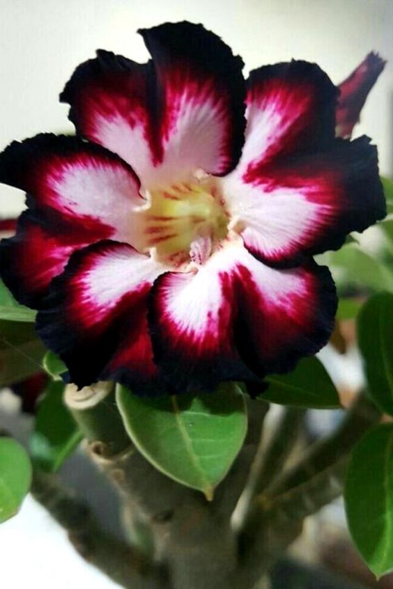 Conheça a fabulosa Rosa do deserto 984aad21229983e4fa707288b70175e9 | Dicas | dicas, flores, jardim, jardinagem, planta, rosa do deserto