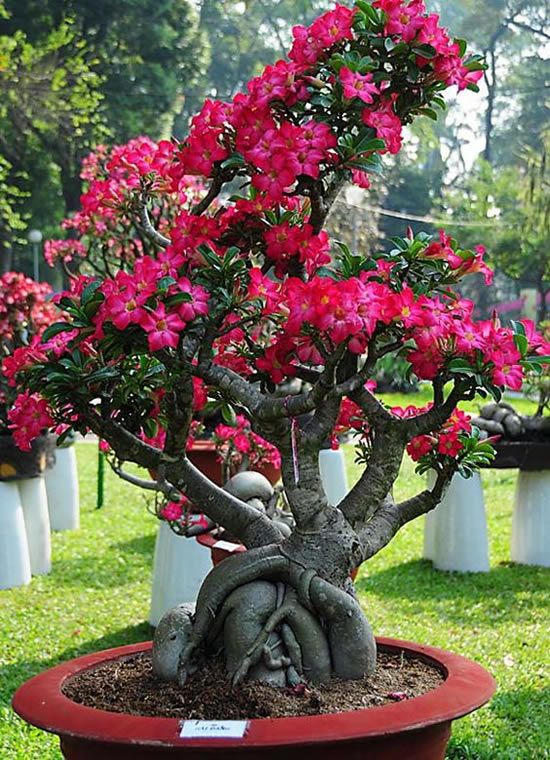 Conheça a fabulosa Rosa do deserto 9cf48c1705982e3474f088a880c6732e | Dicas | dicas, flores, jardim, jardinagem, planta, rosa do deserto