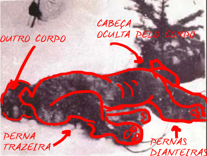 A fotografia mais antiga de um yeti morto PAREIDOLIA | Bizarro | animais, bichos, criptozoologia, estranho curioso, pe grande, yeti
