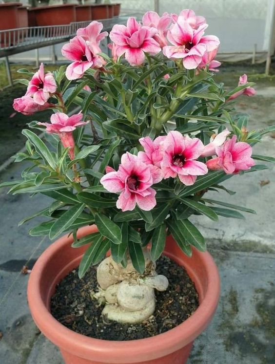 Conheça a fabulosa Rosa do deserto a32c805ffae5870b613cb1deb11f7154 | Dicas | dicas, flores, jardim, jardinagem, planta, rosa do deserto