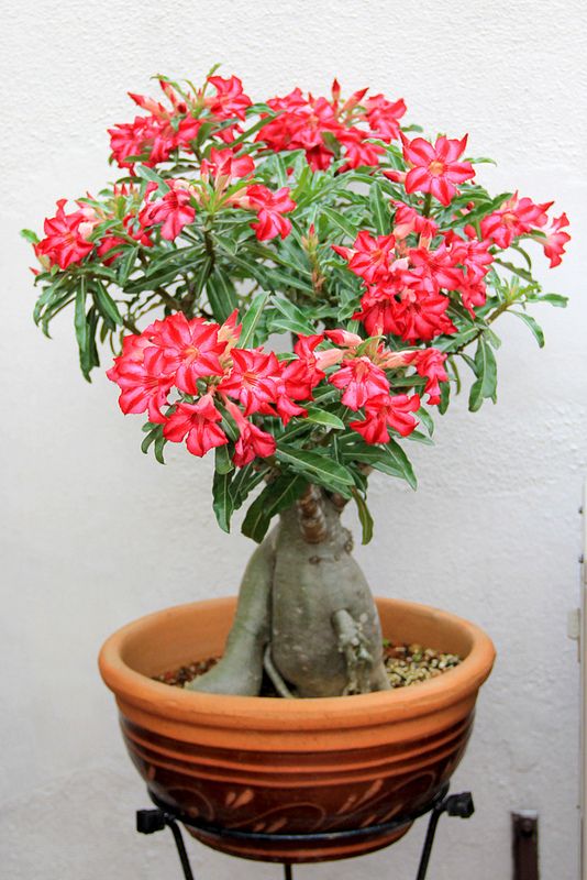 Conheça a fabulosa Rosa do deserto a50df23824e893f9a7a971f349eef54f | Dicas | dicas, flores, jardim, jardinagem, planta, rosa do deserto