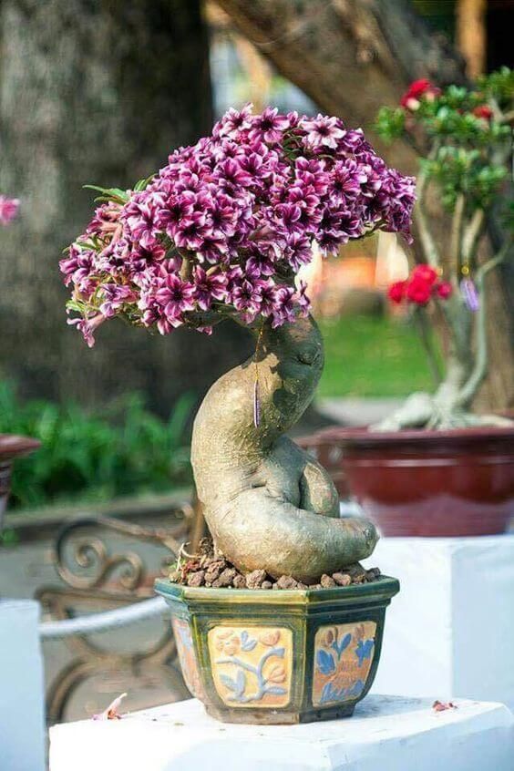 Conheça a fabulosa Rosa do deserto aa2592102e66998f903158ea83cef5ee | Dicas | dicas, flores, jardim, jardinagem, planta, rosa do deserto