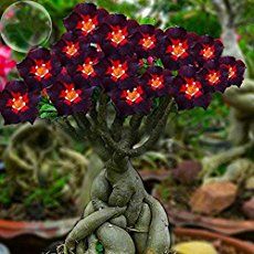 Conheça a fabulosa Rosa do deserto bcd8d4acdadfaa80301f5116bd58dbf3 | Dicas | dicas, flores, jardim, jardinagem, planta, rosa do deserto