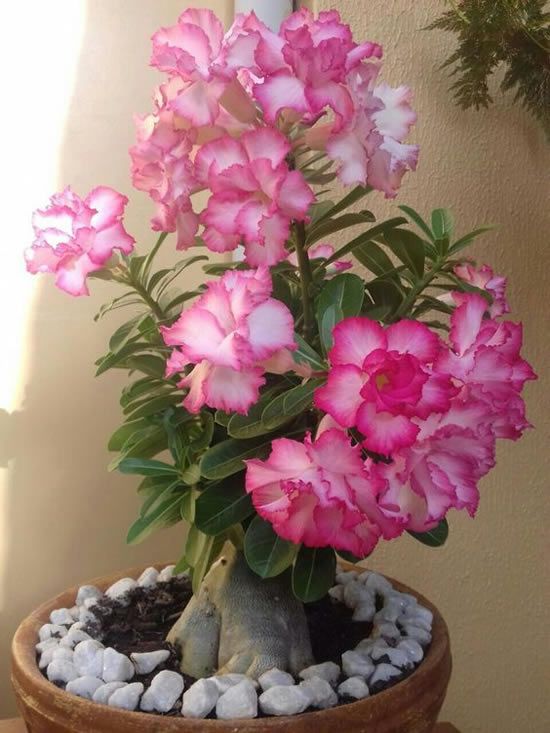 Conheça a fabulosa Rosa do deserto bd4239b1ecf1e50158fa228f4c478181 | Dicas | dicas, flores, jardim, jardinagem, planta, rosa do deserto