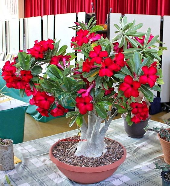 Conheça a fabulosa Rosa do deserto bd488e5a8612c27934175516f6a82ec3 | Dicas | dicas, flores, jardim, jardinagem, planta, rosa do deserto