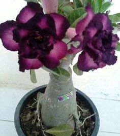 Conheça a fabulosa Rosa do deserto c35ae22f58c8e9618ed701ed0cad650c | Dicas | dicas, flores, jardim, jardinagem, planta, rosa do deserto