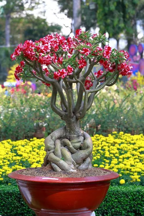 Conheça a fabulosa Rosa do deserto d2a3836895523bd6225167229bee0645 | Dicas | dicas, flores, jardim, jardinagem, planta, rosa do deserto