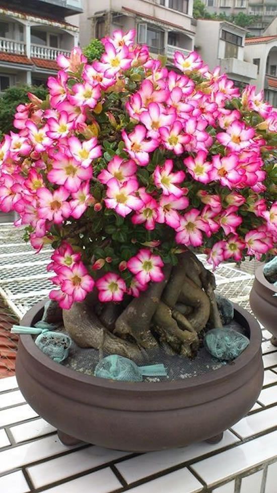Conheça a fabulosa Rosa do deserto e797bceb31b2e5aa477b76489f78a336 | Dicas | dicas, flores, jardim, jardinagem, planta, rosa do deserto