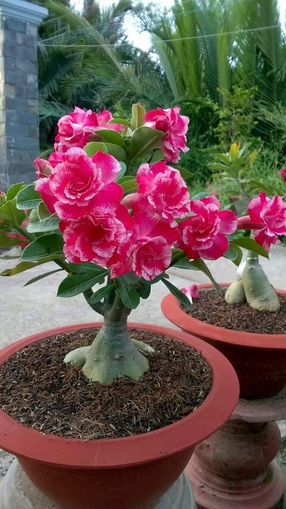 Conheça a fabulosa Rosa do deserto e9fae9e329525adbbf743830a7ce7697 | Dicas | dicas, flores, jardim, jardinagem, planta, rosa do deserto