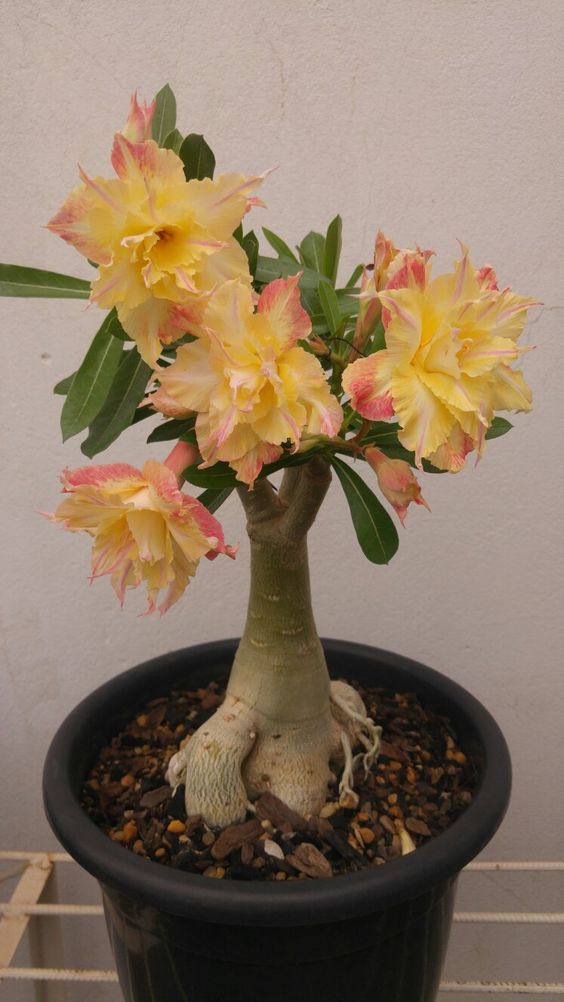 Conheça a fabulosa Rosa do deserto f08356e4038ff1ce5936248d95aeab0f | Dicas | dicas, flores, jardim, jardinagem, planta, rosa do deserto