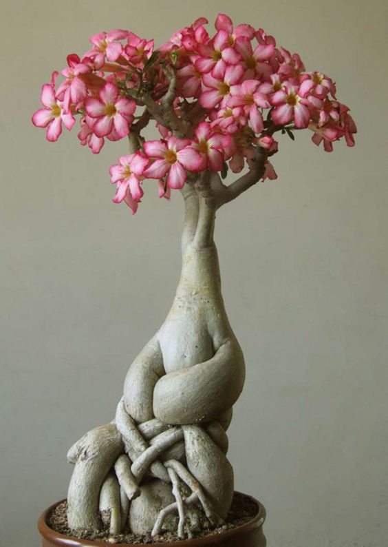 Conheça a fabulosa Rosa do deserto fc69a418e00698ad986f6d13edf4c4ff | Dicas | dicas, flores, jardim, jardinagem, planta, rosa do deserto