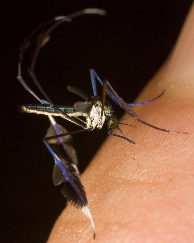 Sabethe: O mosquito com design 4525866850 f33f9b6e14 c | Animais | animais, bizarro, incrível, inseto, mosquito