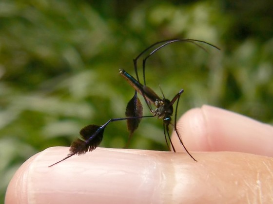 Sabethe: O mosquito com design mosquito bonito sabethes america do sul 06092021192924171 | Animais | animais, bizarro, incrível, inseto, mosquito