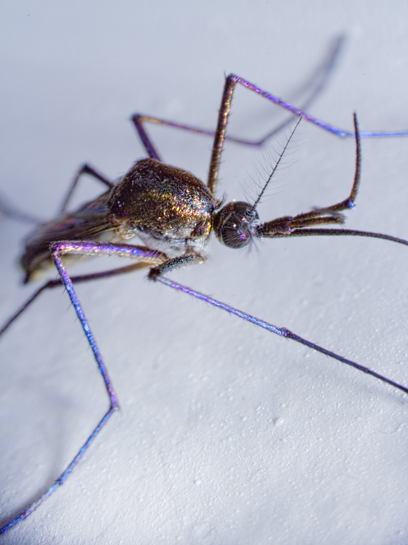 Sabethe: O mosquito com design perni1 | Animais | animais, bizarro, incrível, inseto, mosquito