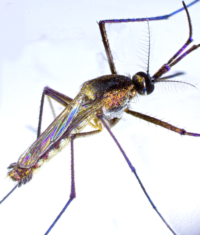 Sabethe: O mosquito com design perni2 | Animais | animais, bizarro, incrível, inseto, mosquito