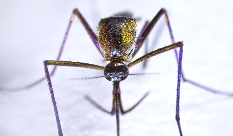 Sabethe: O mosquito com design perni3 | Animais | animais, bizarro, incrível, inseto, mosquito