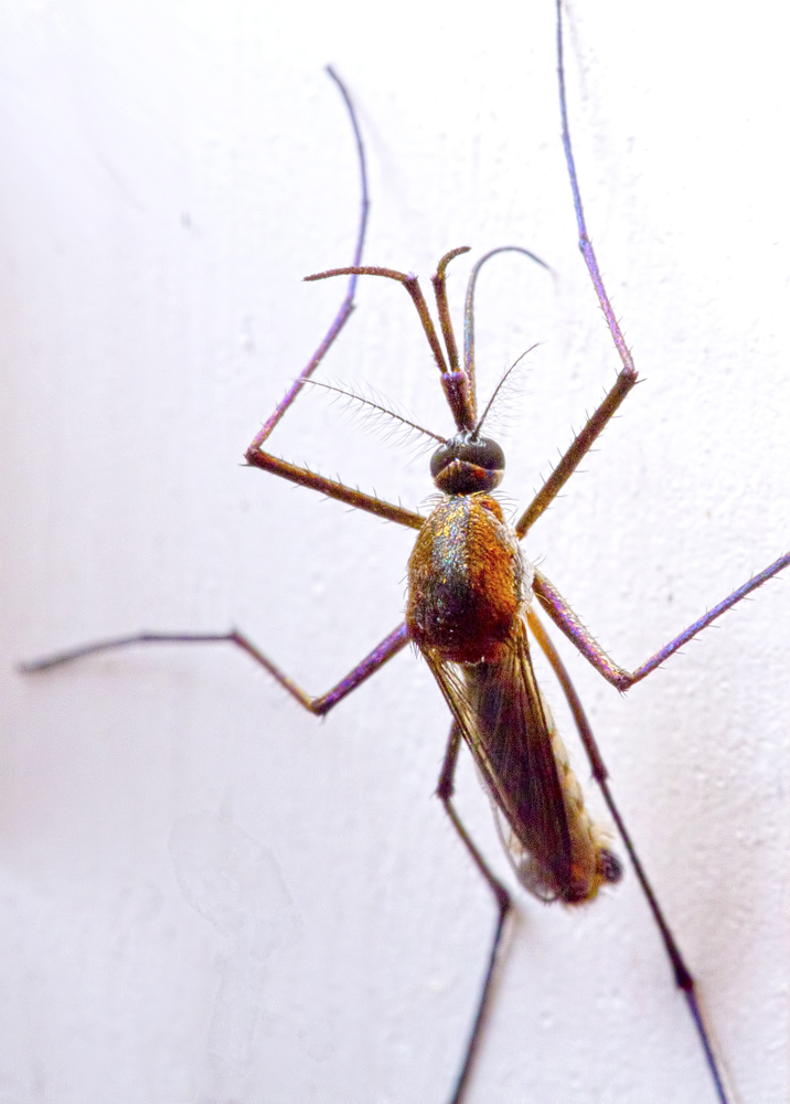 Sabethe: O mosquito com design perni4 | Animais | animais, bizarro, incrível, inseto, mosquito