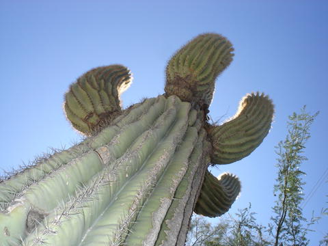 Mortes incomuns e bizarras do século XX e XXI saguarocactus | Bizarro | bizarro, estranho, incrpivel, morte, mortes, sinistro