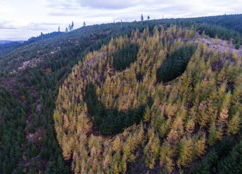 Smiley Face, no Oregon- Um lugar curioso onde a floresta literalmente sorri pra você smiley face trees oregon 2 | Lugares | árvores, curioso, incrível, lugares