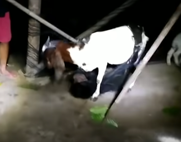 Chupacabras: O que é a criatura desse video? Será o chupacabras?