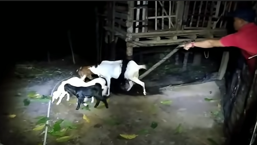 Chupacabras: O que é a criatura desse video? Será o chupacabras?