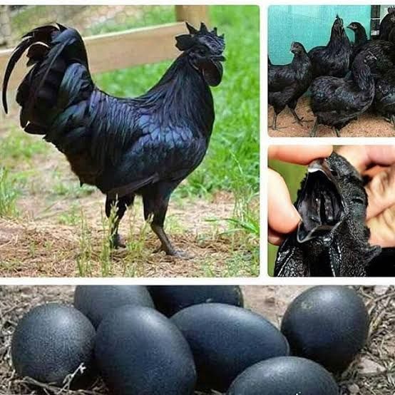 Foto Gump do dia: O ovo preto images23 4f156fcf2ac625599bbc5a673fc5ae6d | Foto gump do dia | animal, bizarro, misterioso, ovo, preto