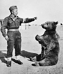 A incrível historia de Wojtek o urso que foi veterano de guerra 220px Wojtek the bear | Animais | animais, curiosidades, curioso, guerra, segunda guerra mundial, urso