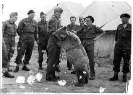 A incrível historia de Wojtek o urso que foi veterano de guerra images 41 | Animais | animais, curiosidades, curioso, guerra, segunda guerra mundial, urso