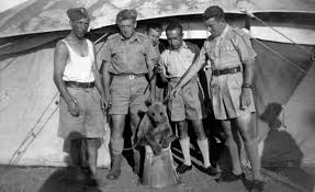 A incrível historia de Wojtek o urso que foi veterano de guerra images 42 | Animais | animais, curiosidades, curioso, guerra, segunda guerra mundial, urso