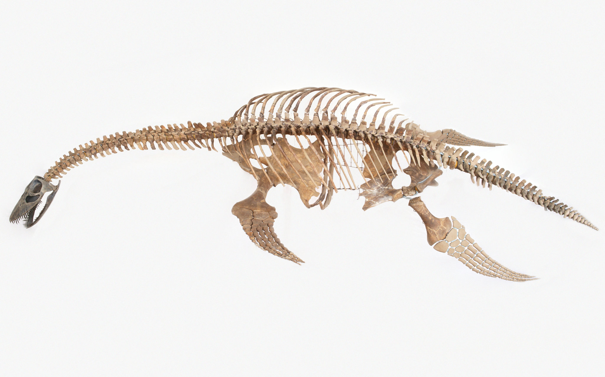 Sonar detecta estranha massa gigante se movendo no fundo de Loch Ness... De novo! 30TB DINO superJumbo v2 | Curiosidades | criptozoologia, curioso, escocia, lago, Loch Ness, monstro marinho, ness, nessie, plesiossauro