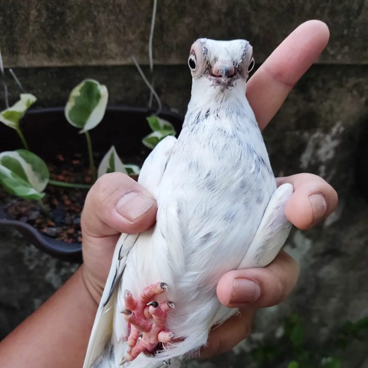 Pombo bizarro choca o mundo com sua aparência extravagante Budapes Short Beaked Tumblers3 750x750 1 | Animais | animais, bizarro