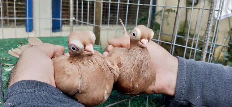 Pombo bizarro choca o mundo com sua aparência extravagante Budapes Short Beaked Tumblers4 750x347 1 | Animais | animais, bizarro