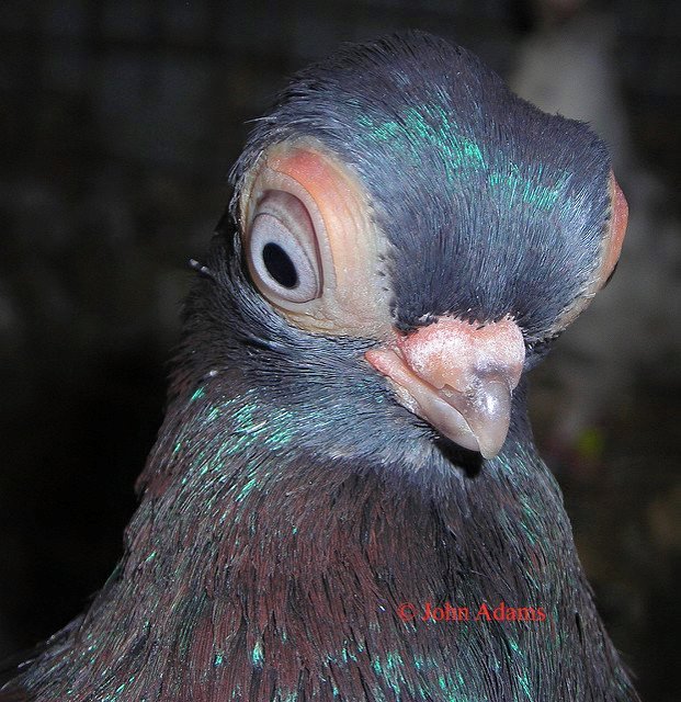 Pombo bizarro choca o mundo com sua aparência extravagante Budapes Short Beaked Tumblers5 | Animais | animais, bizarro