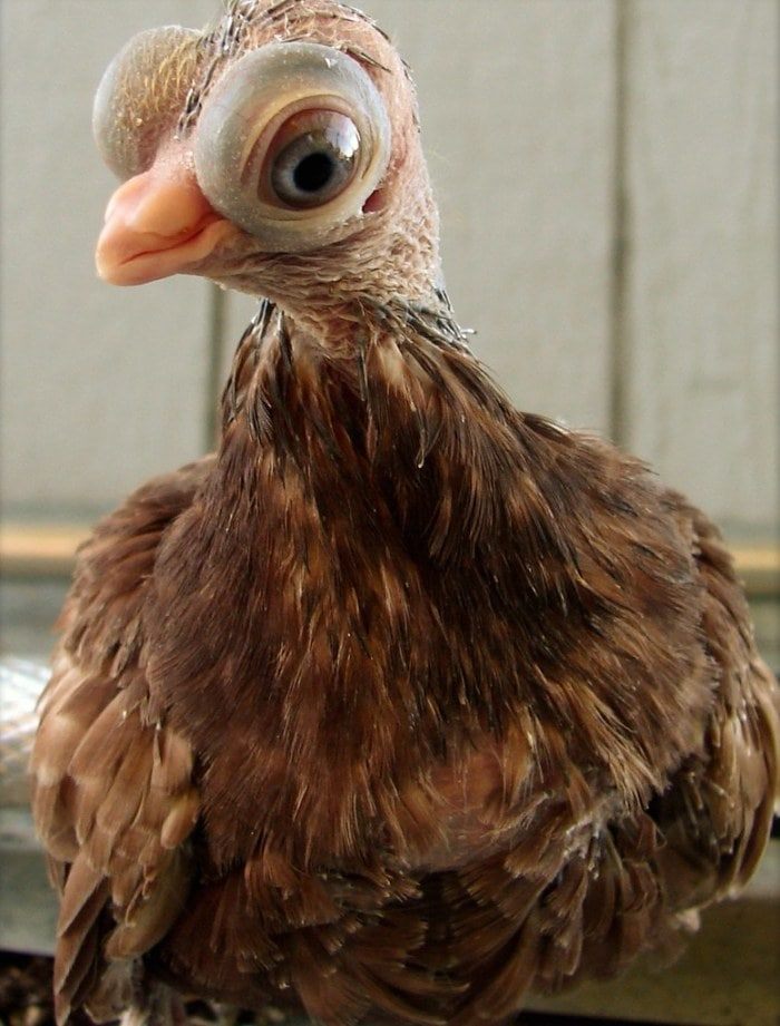 Pombo bizarro choca o mundo com sua aparência extravagante Budapes Short Beaked Tumblers6 | Animais | animais, bizarro