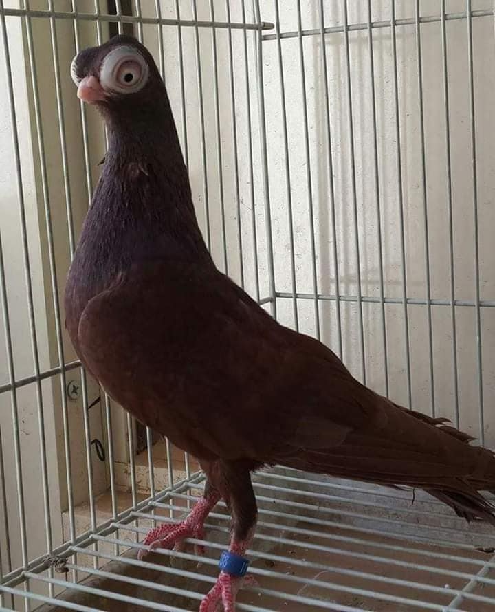 Pombo bizarro choca o mundo com sua aparência extravagante Budapes Short Beaked Tumblers7 | Animais | animais, bizarro