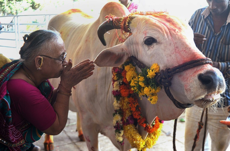 Médico indiano diz que comer esterco de vaca faz bem pra sua saúde c1 3569485 | Bizarro | bizarro, curioso, estranho, fezes, idu, índia, lugares, nojento, produtos, religião, sabonete, sinistro, vaca, viagens