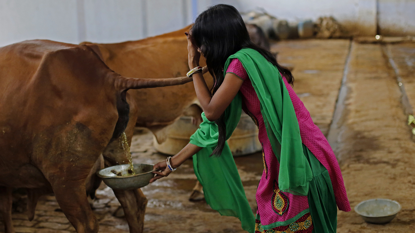 Médico indiano diz que comer esterco de vaca faz bem pra sua saúde cow urine wide 792c1ffc1cad807180b9b837222b582f7c07aec8 | Bizarro | bizarro, curioso, estranho, fezes, idu, índia, lugares, nojento, produtos, religião, sabonete, sinistro, vaca, viagens
