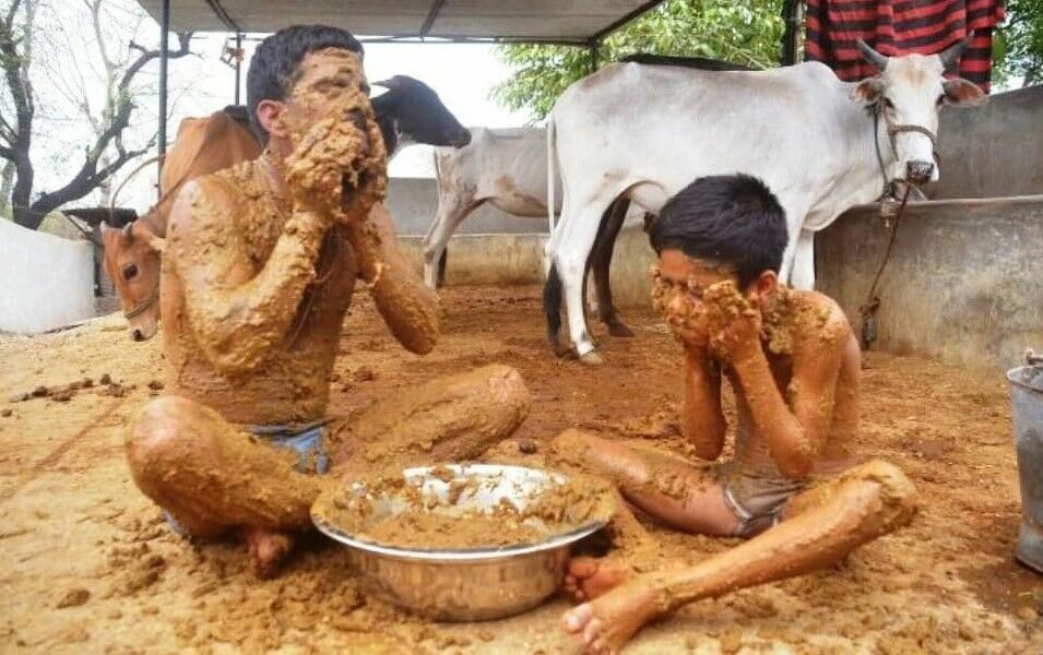 Médico indiano diz que comer esterco de vaca faz bem pra sua saúde dung 955x600 1 | Bizarro | bizarro, curioso, estranho, fezes, idu, índia, lugares, nojento, produtos, religião, sabonete, sinistro, vaca, viagens