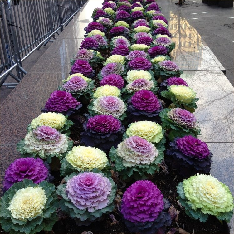 Repolho ornamental: Feito para decorar e não para comer ornamental cabbages street1 | Curiosidades | curioso, flores, japão, plantas, repolho