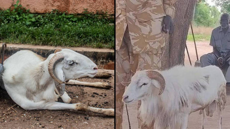 CRIME: Cabrito é sentenciado a 3 anos de cadeia por matar uma pessoa ram in prison2 | Bizarro | África, animais, bizarro, curioso, estranho, maluco, sudão